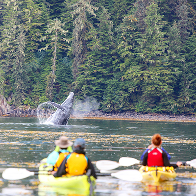 09 2021 uncruise whale
